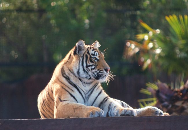 tiger lying on brown wooden floor during daytime