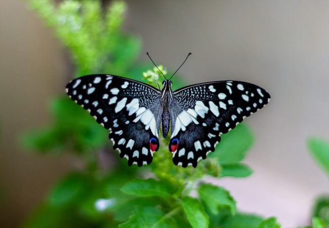 shallow focus photo of black and white butterfly