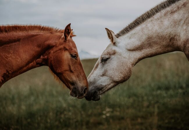 a couple of horses standing next to each other