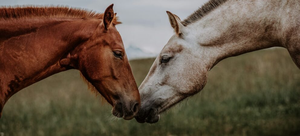 Tiergestützte Therapie mit Pferden