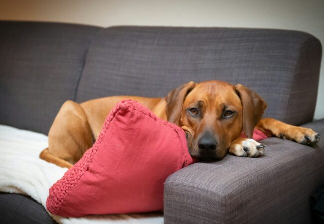 brown short coated dog lying on couch